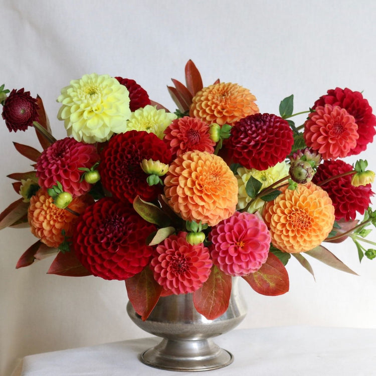 A lush table arrangement of ball dahlias in a pewter vase, including the varieties Boom Boom Yellow, Maarn, Cornel and Zundert Mystery Fox.