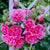 Alcea for Sale- Shop Hollyhock plants