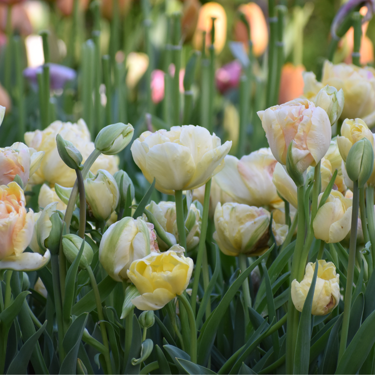 Tulip Double Late Charming Beauty