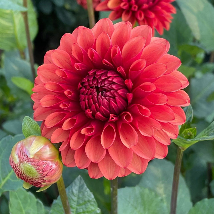 Ball dahlia Brown Sugar, showing the flower's perfect form and unique color that is a blend of rusty orange and brick red.