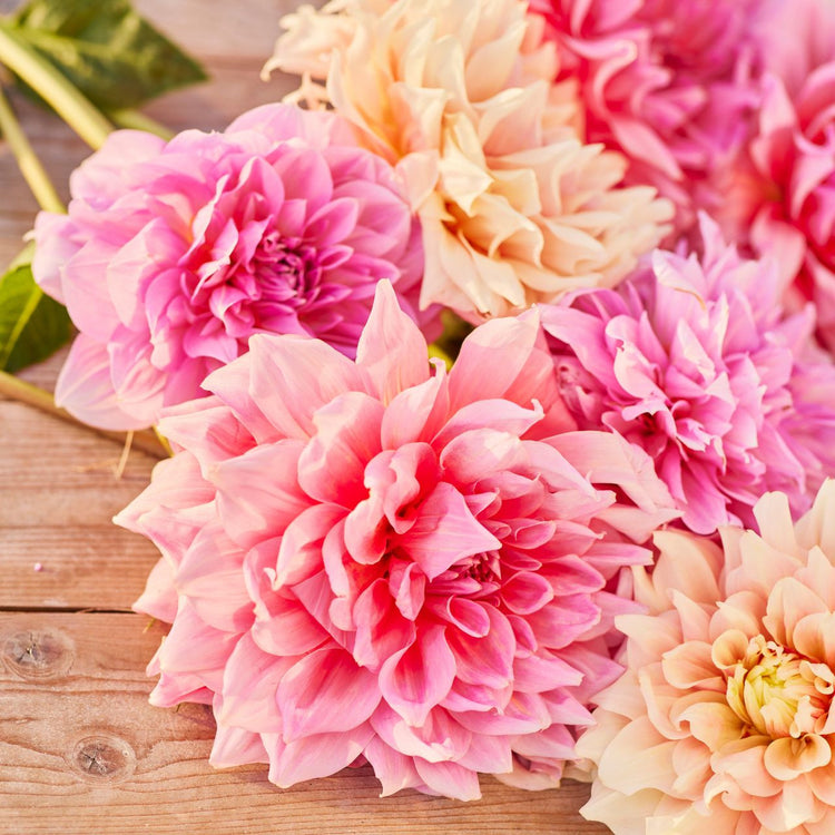 Dahlia Dinnerplate Cloud Nine Collection