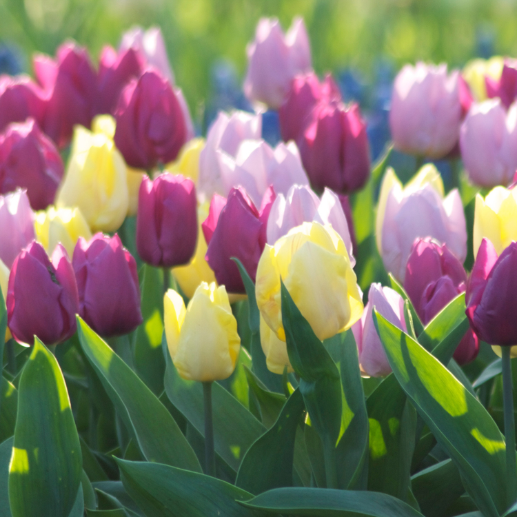 Tulip Single Early Prince Mix - Bulk Offer