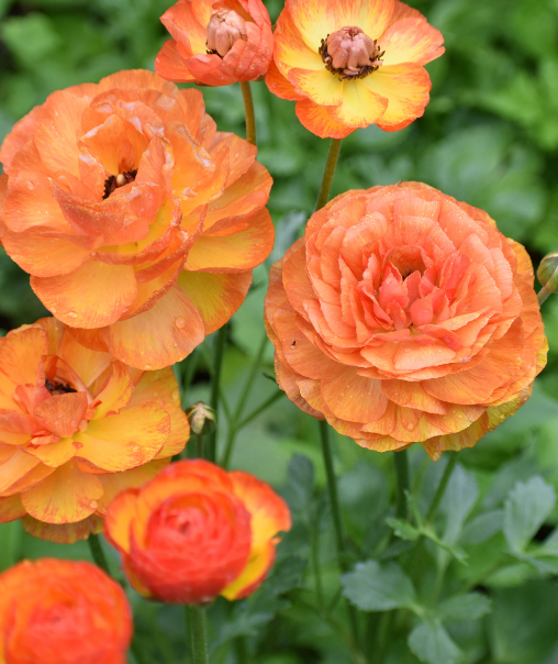 Ranunculus
