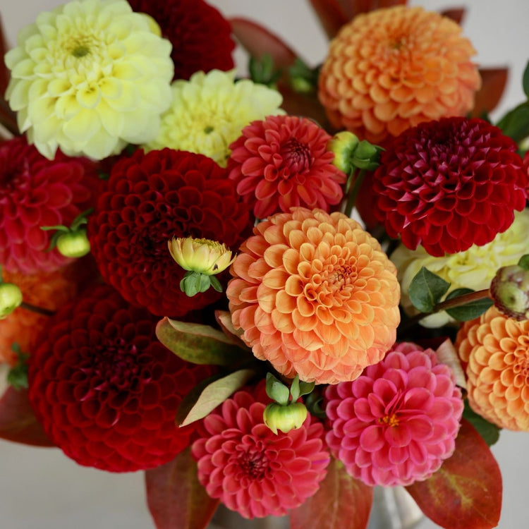 Close up of a bouquet of ball dahlias in warm colors, including the varieties Boom Boom Yellow, Maarn, Cornel and Zunert Mystery Fox.