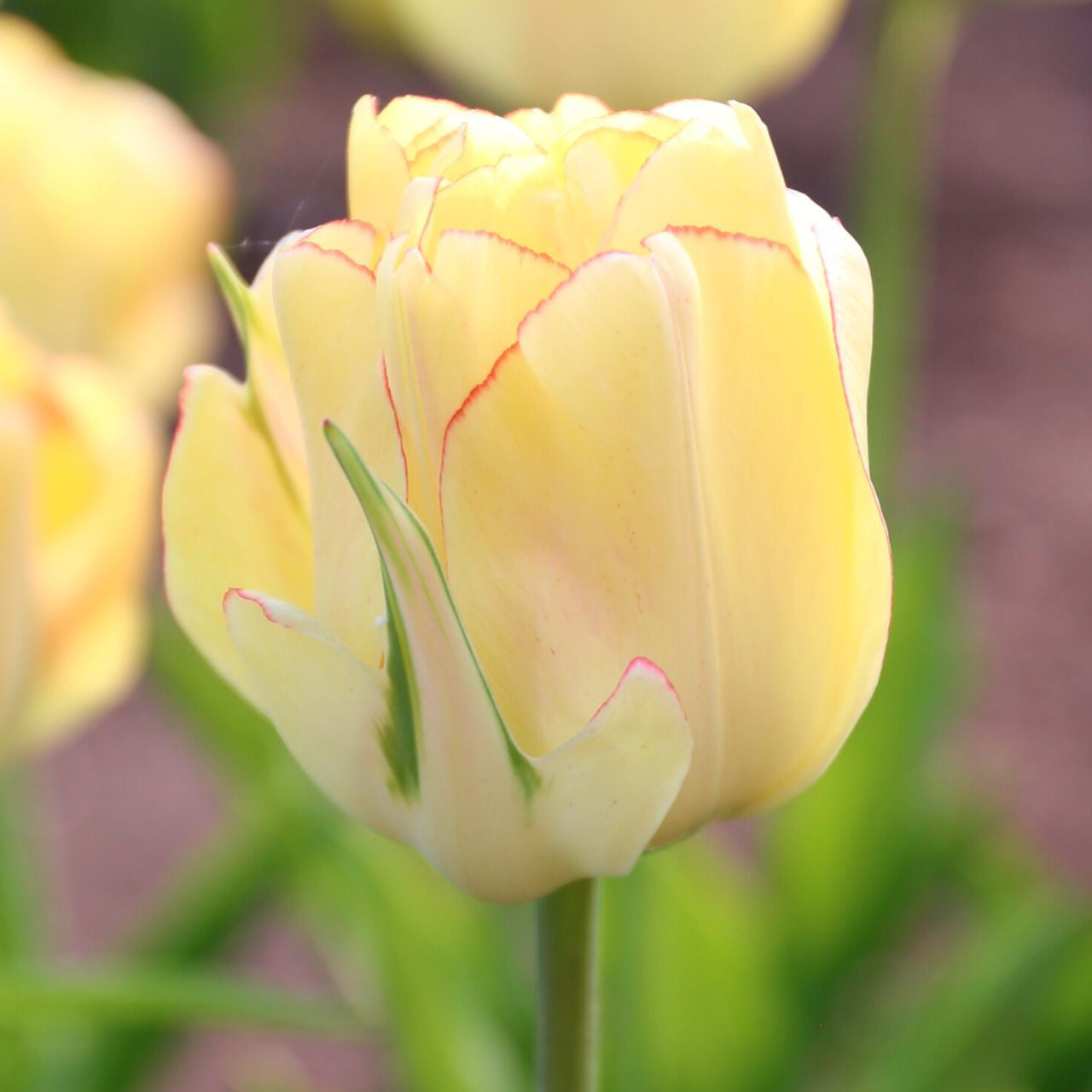 Tulip Double Late Akebono - 10 bulbs - Longfield Gardens