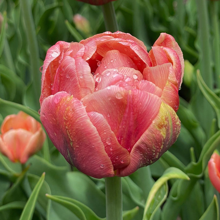 Single blossom of double late tulip Copper Image in garden showing peach and coral petals.