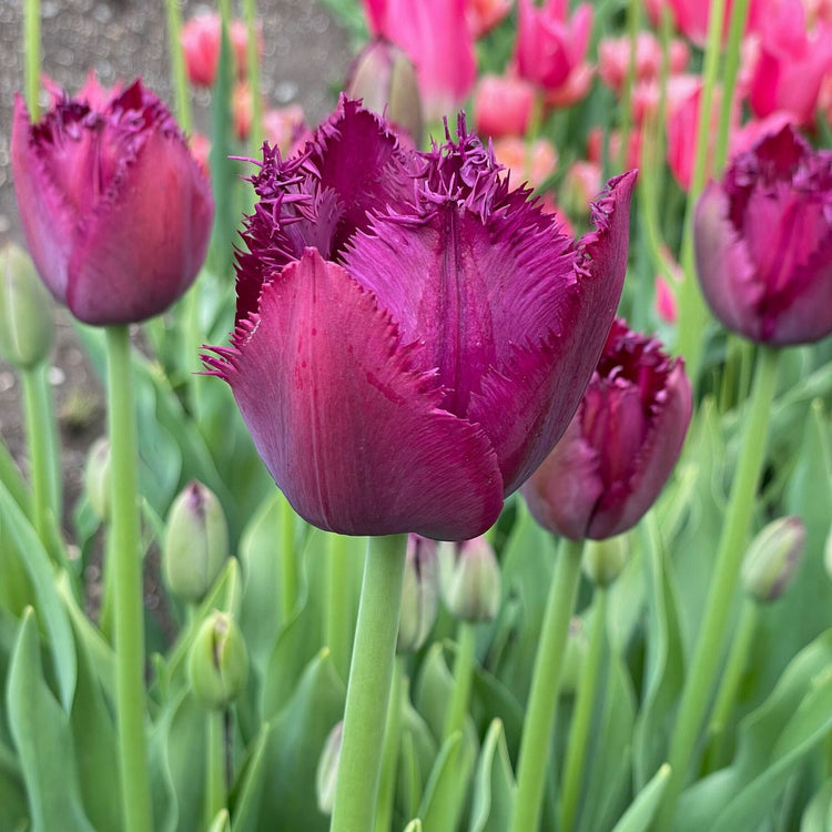 Tulip Fringed Curly Sue