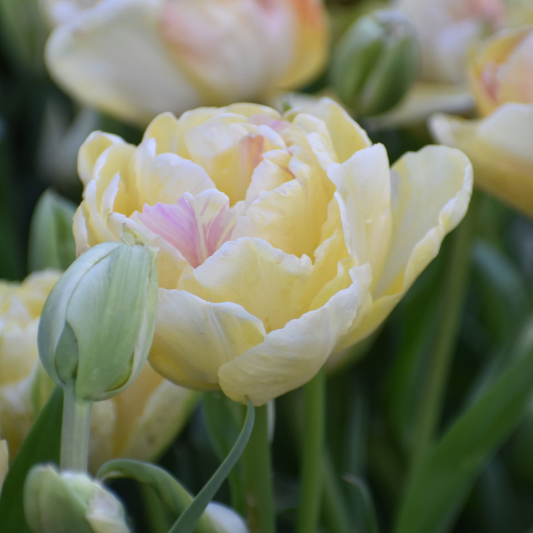 Tulip Double Late Charming Beauty