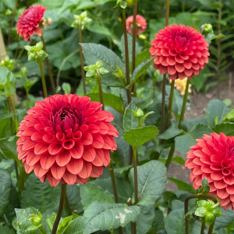 Ball dahlia Brown Sugar growing in a flower garden, showing multiple blooms with rusty orange and brick red petals.