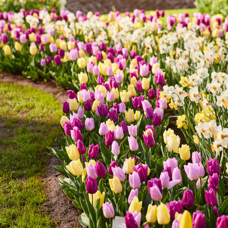 Tulip Single Early Prince Mix - Bulk Offer