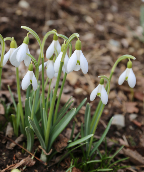 Fall Planted Specialty Bulbs