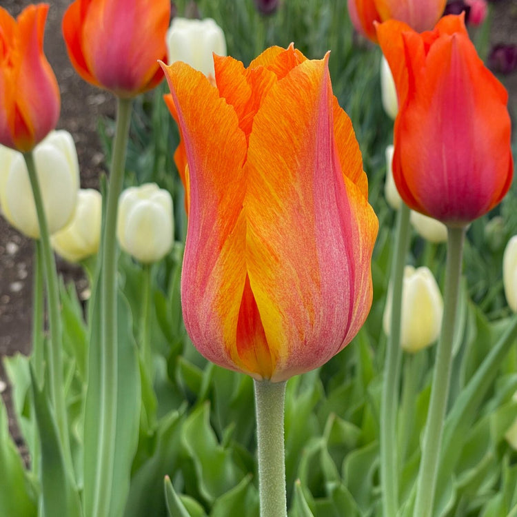 Colorful spring flowers featuring three blossoms of single late tulip El Nino with flared petals in a combination of yellow, deep orange and red.