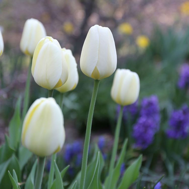 Single blossom of spring blooming Darwin hybrid tulip Ivory Floradale showing large creamy white flowers.