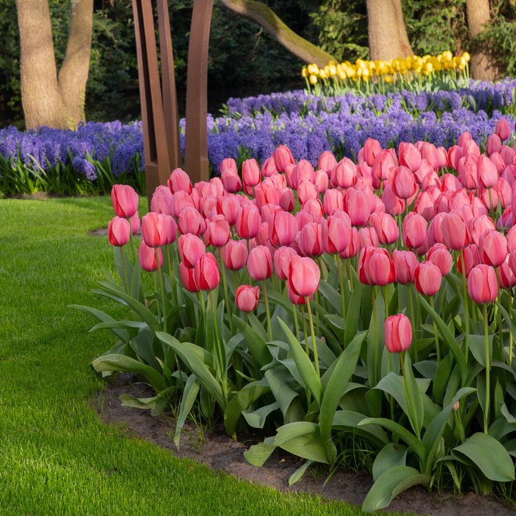 Tulip Darwin Hybrid Pink Impression