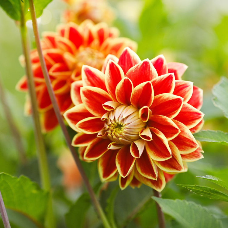 Dahlia Decorative Maxime