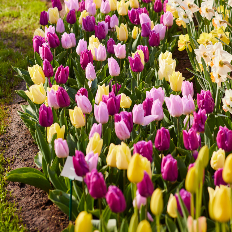 Tulip Single Early Prince Mix - Bulk Offer