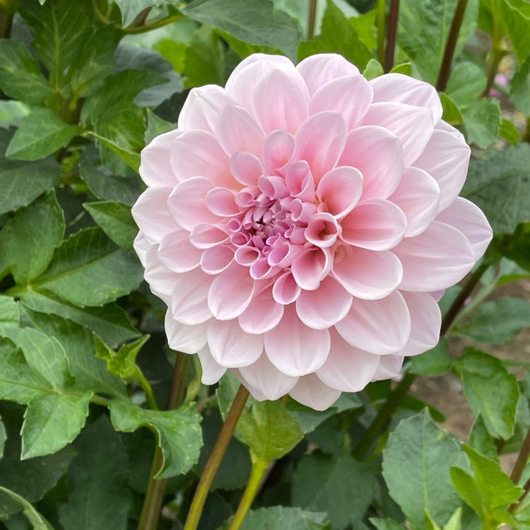 Dahlia Decorative Sweet Nathalie