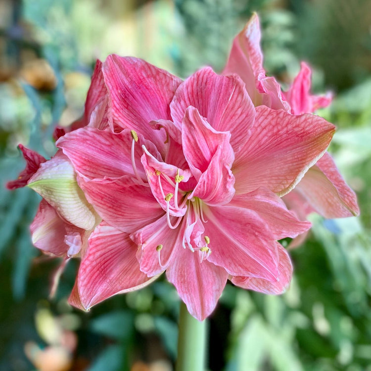 Amaryllis Double Sweet Nymph