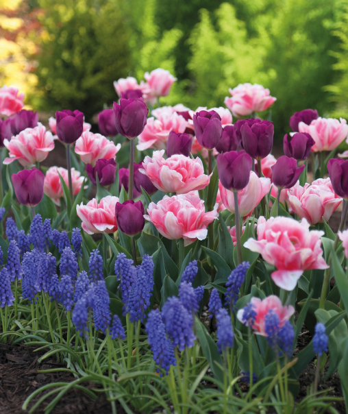 Assorted Fall Planted Bulbs