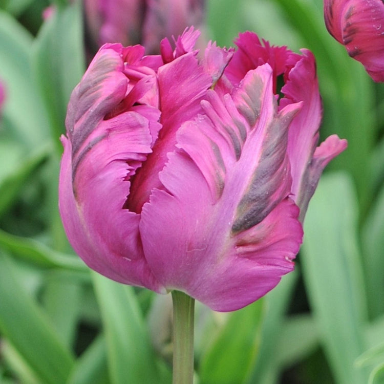 Tulip Parrot Negrita