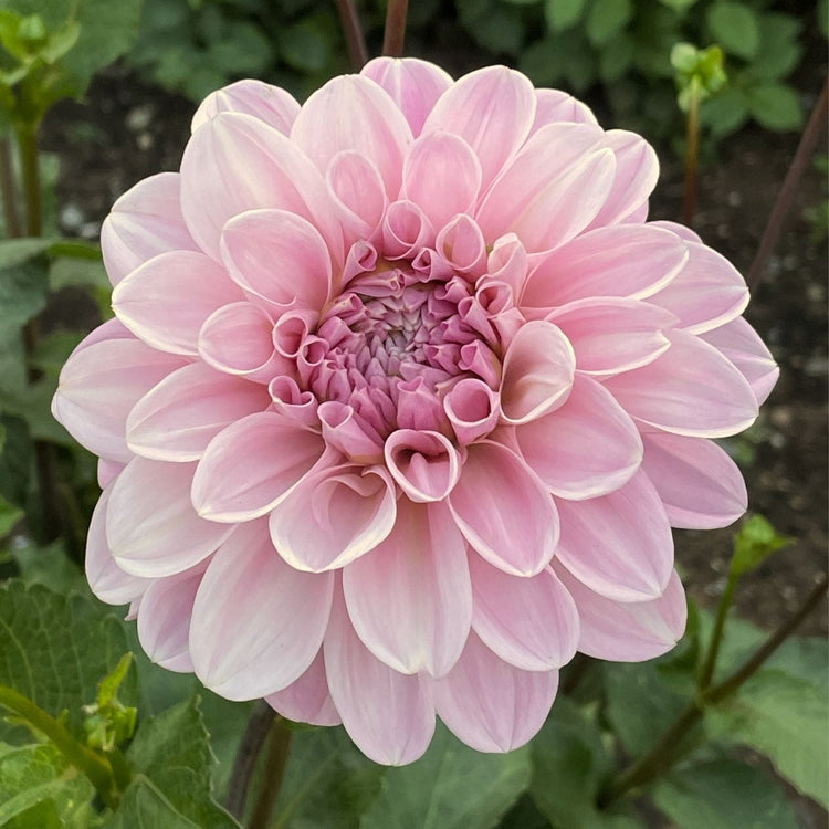 Decorative dahlia Sweet Nathalie, highlighting a single blossom with soft pink petals and perfect form.