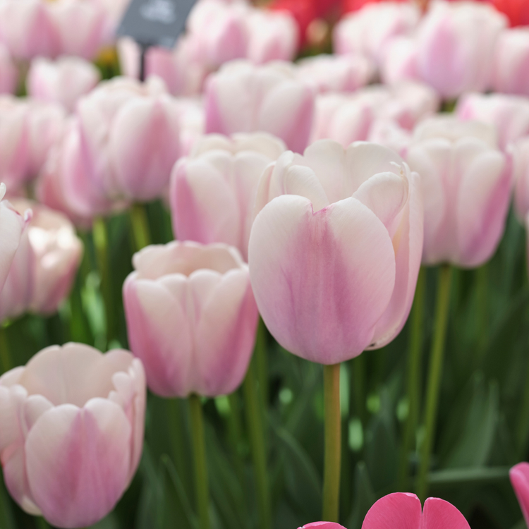 Tulip Darwin Hybrid Royal Pride