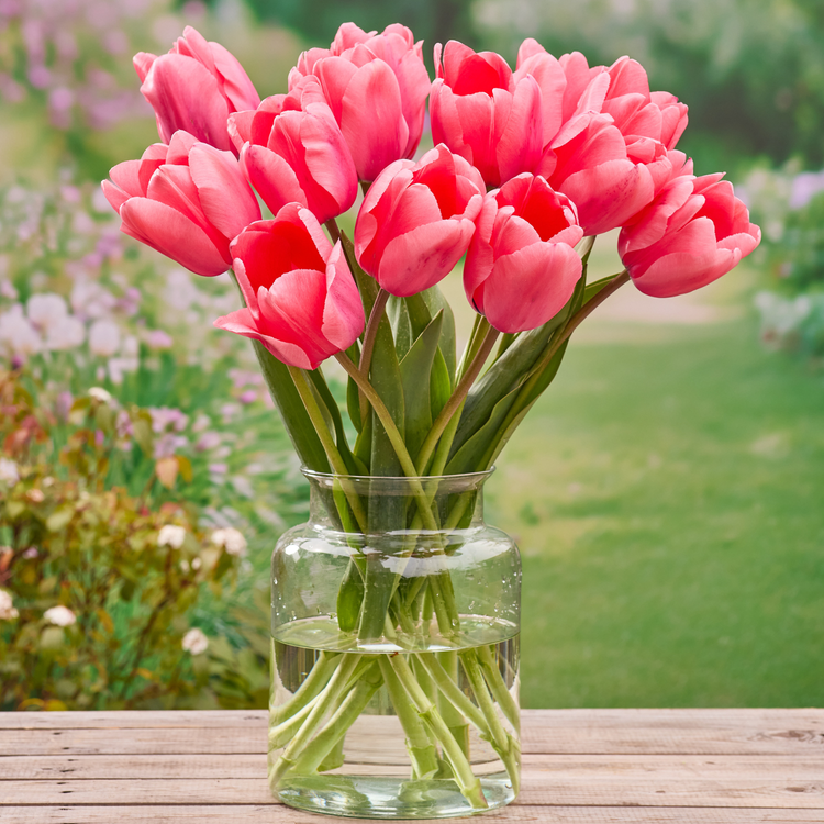 Tulip Darwin Hybrid Pink Impression