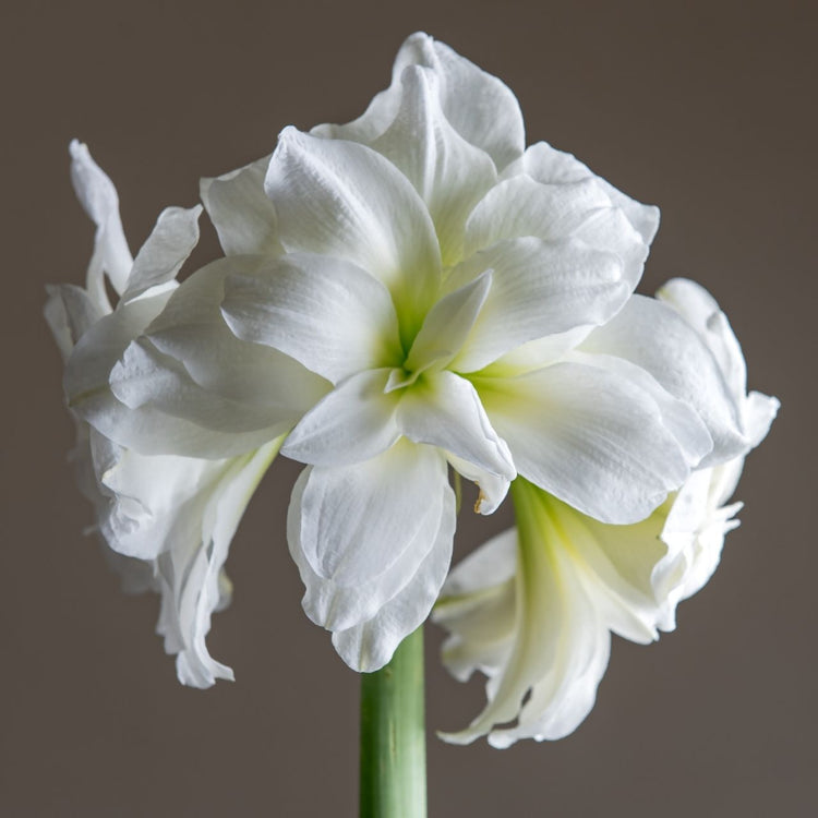 The flowers of pure white double amaryllis Alaska, blooming indoors during winter.