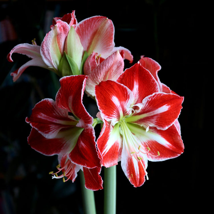 Several large flower clusters of red and white amaryllis Spartacus against a black background.