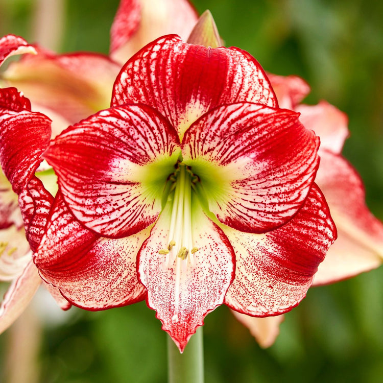 Amaryllis Single Flamenco Queen