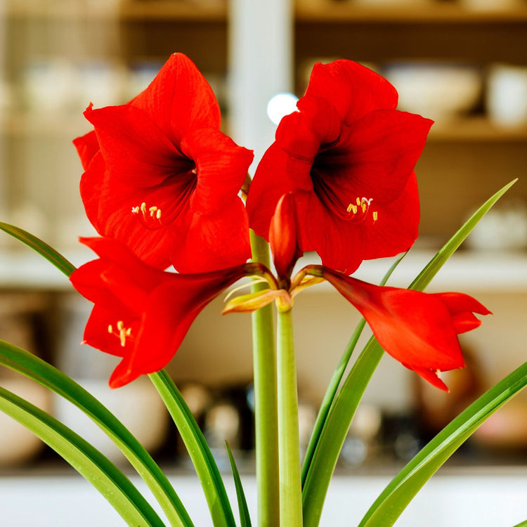 Amaryllis Single Red Lion
