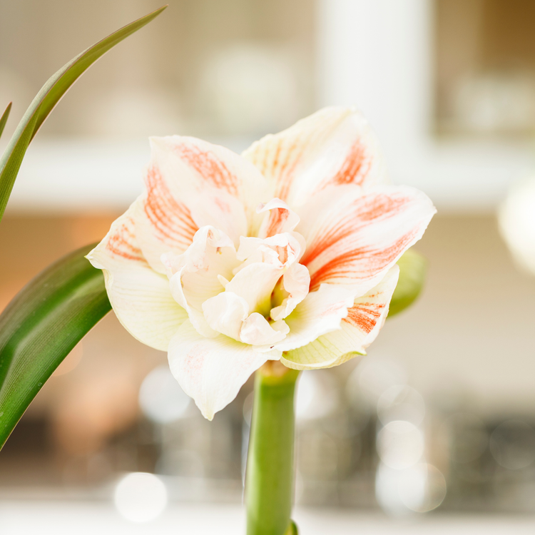 Amaryllis Double Arctic Nymph