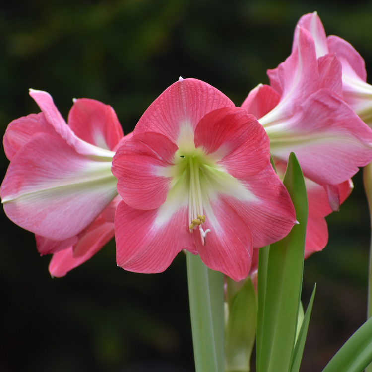 Amaryllis Single Cape Horn