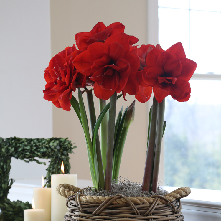 Amaryllis Double King
