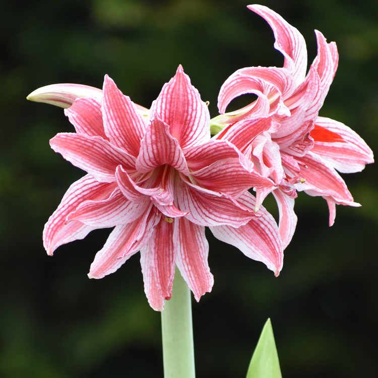 Amaryllis Double Doublet