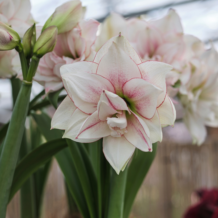 Amaryllis Double Elvas