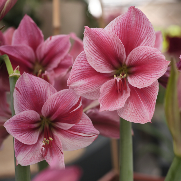 Amaryllis Single Gervase