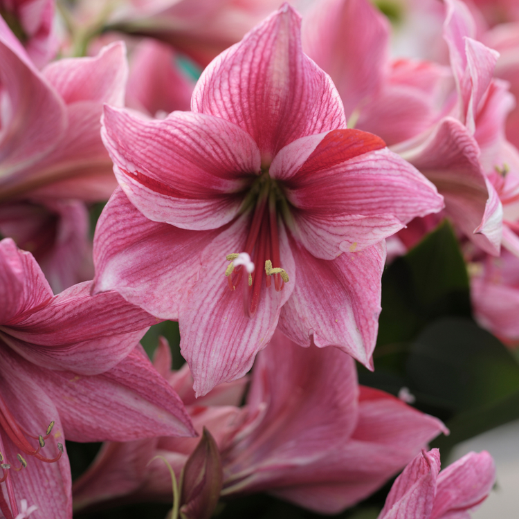 Amaryllis Single Gervase