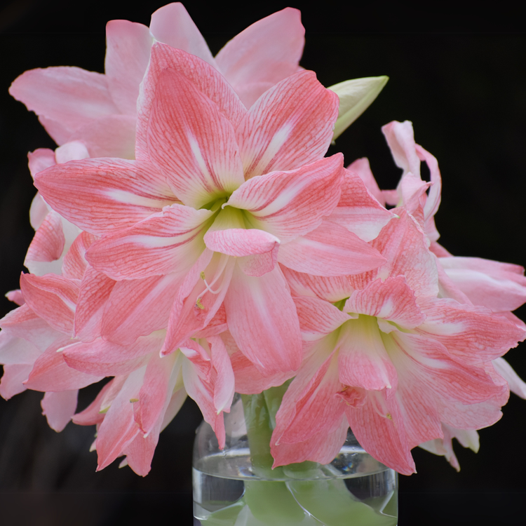 Amaryllis Double Giant Amadeus