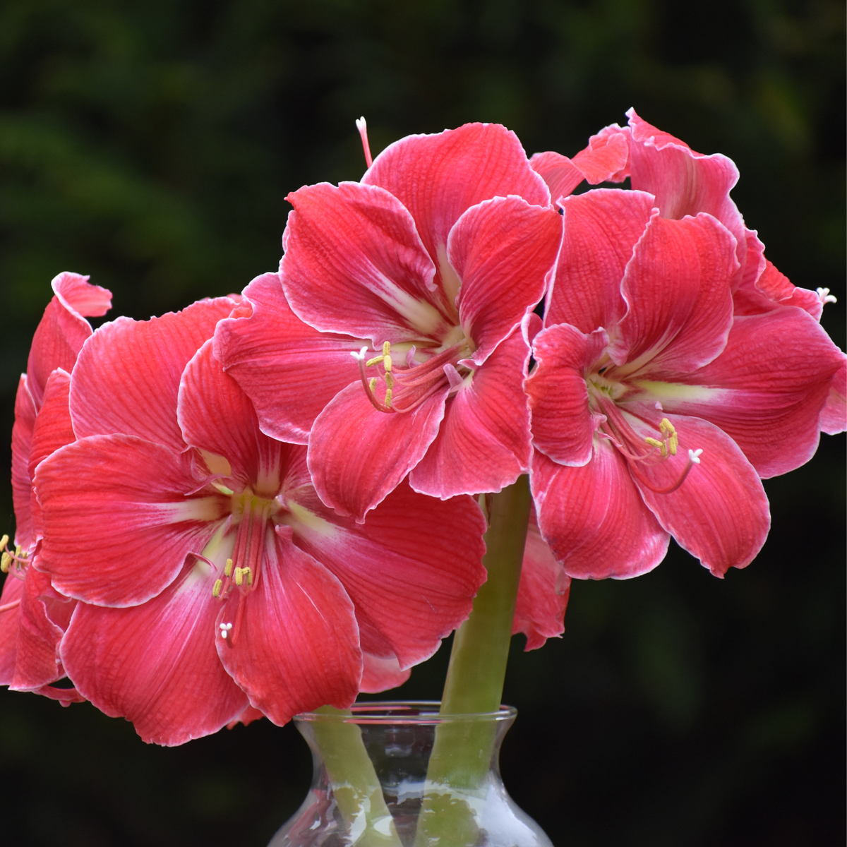 Amaryllis Single Magical Touch - 1 bulb - Longfield Gardens