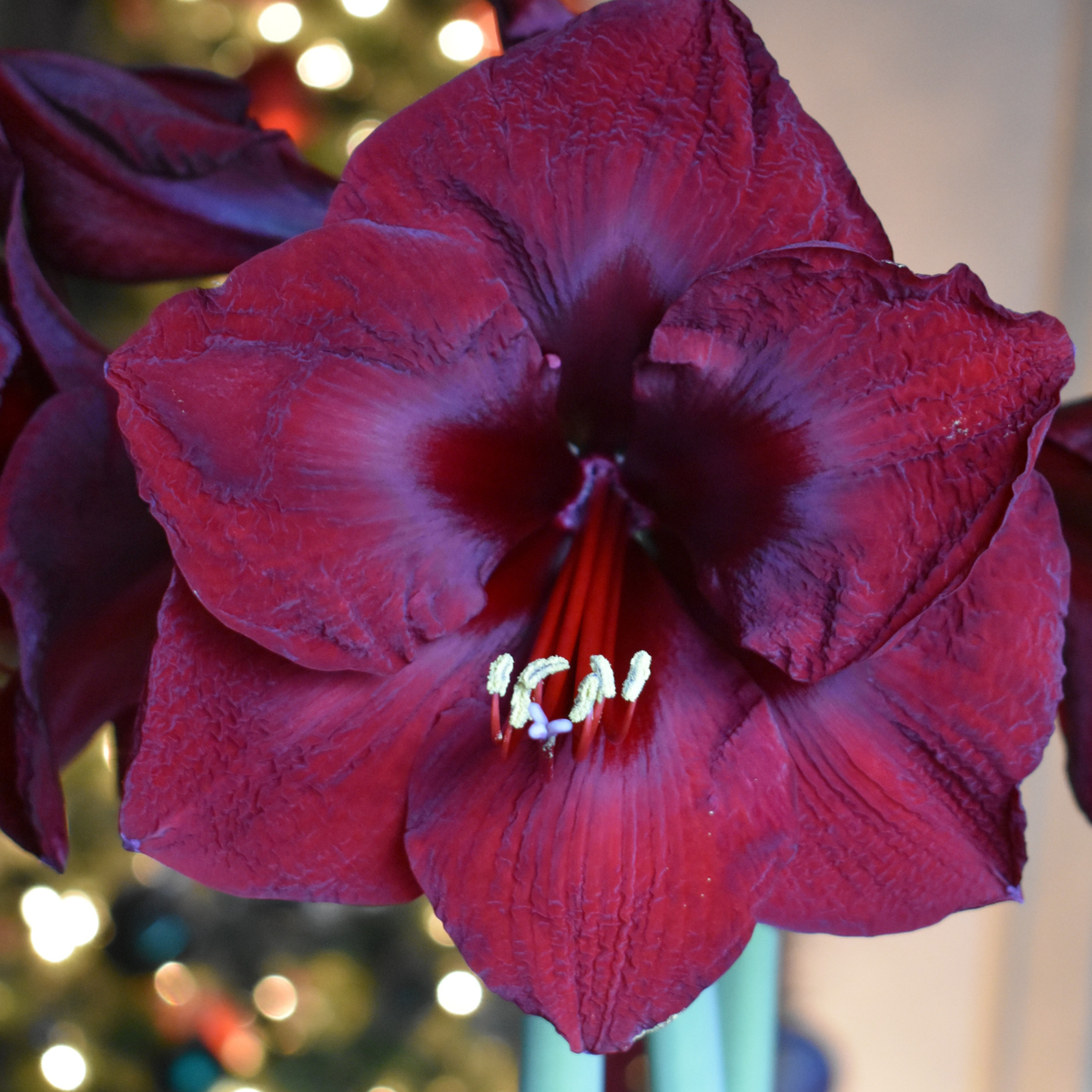 Amaryllis Single Mandela - 1 bulb - Longfield Gardens