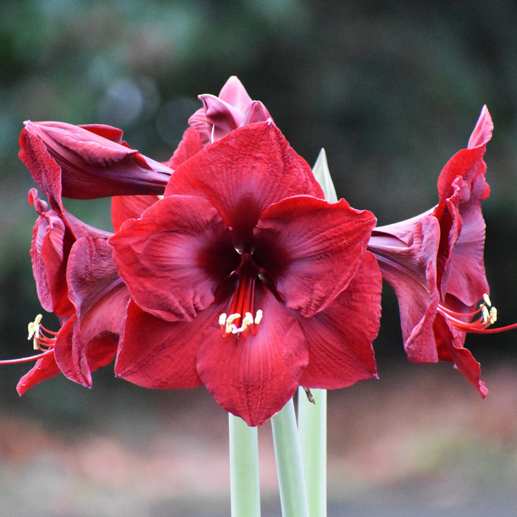 Amaryllis Single Mandela
