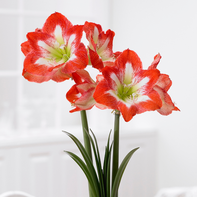 Amaryllis Single Minerva