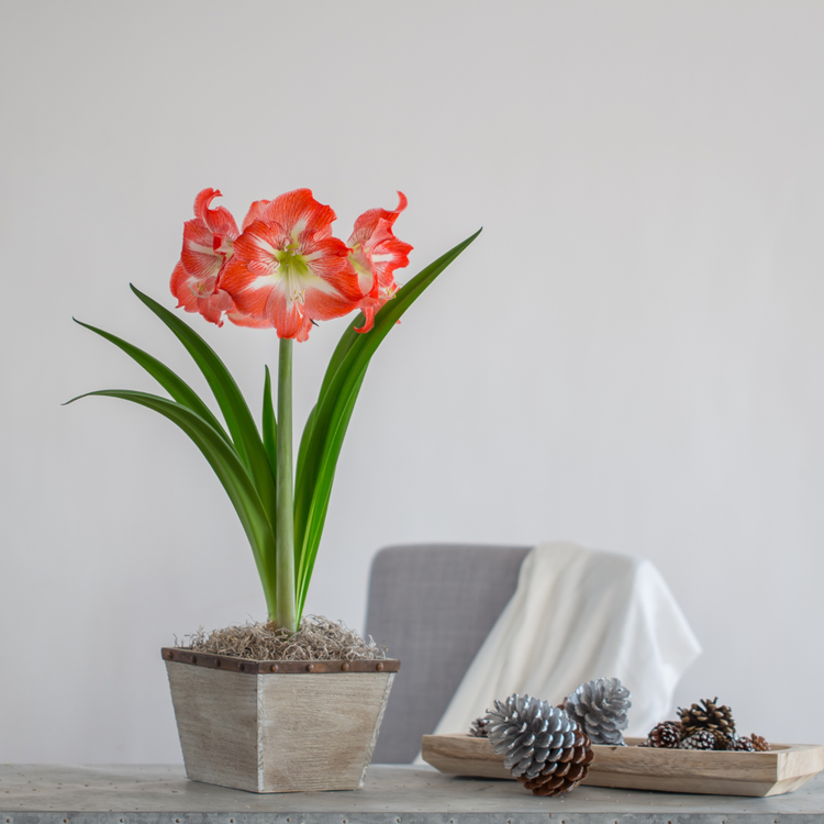 Amaryllis Single Minerva
