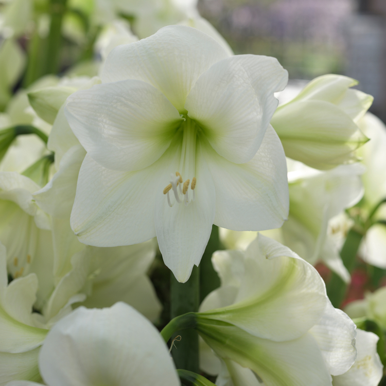 Amaryllis Single Mont Blanc