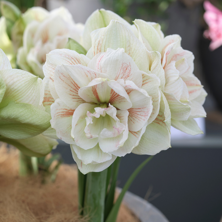Amaryllis Double Nymph