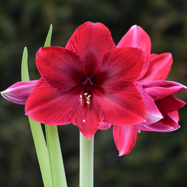 Amaryllis Single Red Pearl