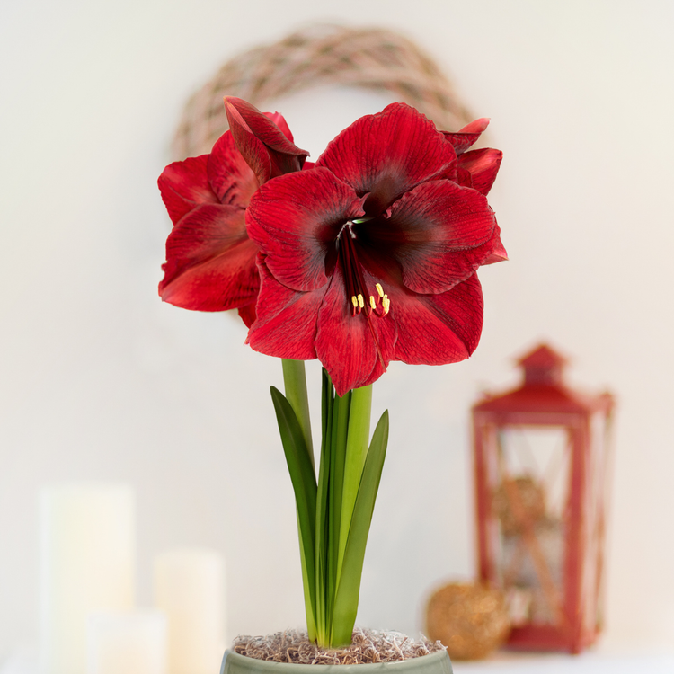 Amaryllis Single Red Pearl
