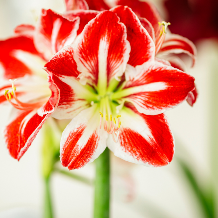 Amaryllis Single Spartacus