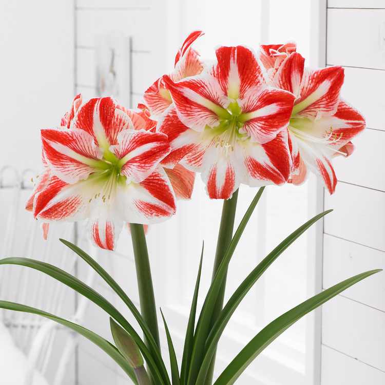 Amaryllis Single Spartacus